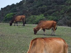 -大姆山草场