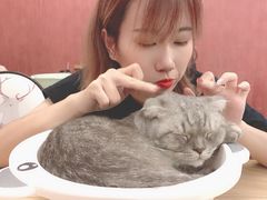 -猫咪咖啡店(新城大街店)