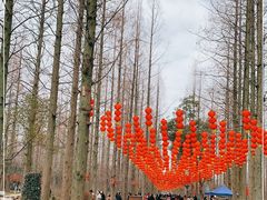 -东平国家森林公园