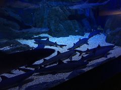 -烟台海昌鲸鲨海洋公园