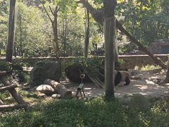 -都江堰中华大熊猫苑