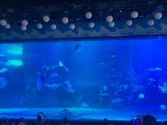 -烟台海昌鲸鲨海洋公园