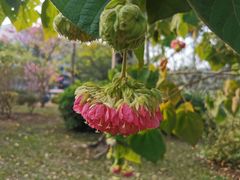 -中国科学院华南植物园