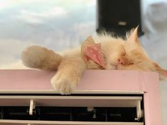-猫小院猫主题咖啡厅(北锣店)