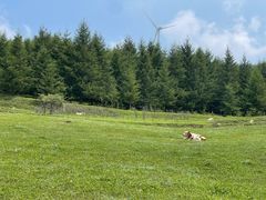 -芦芽山旅游度假区