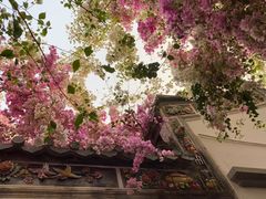 -深圳国际园林花卉博览园