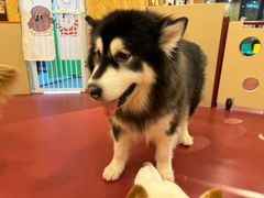 -和它·交个朋友·狗咖猫咖(爱琴海店)