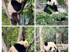 -成都大熊猫繁育研究基地