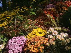 -上海共青森林公园