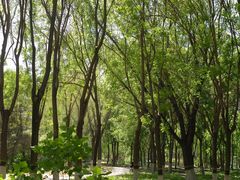 -大兴滨河森林公园