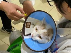 -米苏动物医院·犬猫专科·骨科外科内窥镜