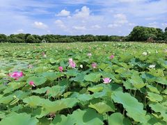 -荷塘月色湿地公园·向阳花洲