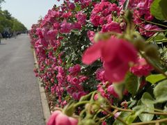 -上海滨江森林公园