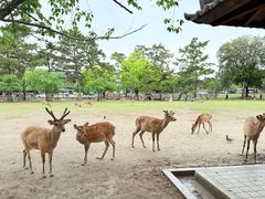 -奈良公园