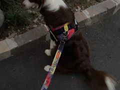 -Oh My Dog宠物沙龙(伊珊娜皮毛护理店)