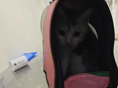 -美联众合动物医院·24h京西诊疗中心