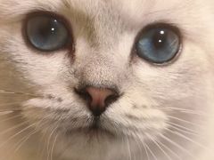 -帕帕拉兹宠物(亚洲旗舰店)