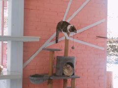 -喵屿·大理花园猫咖