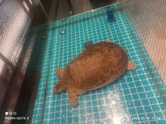 -新食谱全日制餐厅·苏州苏州湾艾美酒店