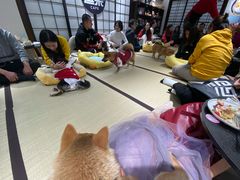 -逗柴咖啡屋·狗咖猫咖宠物桌游