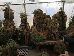 -秦美花卉(天朗·莱茵小城2期店)