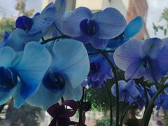-FEI FEI FLOWER鲜花店·气球派对·宝宝宴布置(虹口德必运动Loft店)