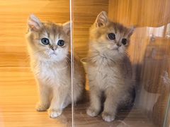 -猫十亿·布偶金渐层·曼基康矮脚猫舍(青年路店)