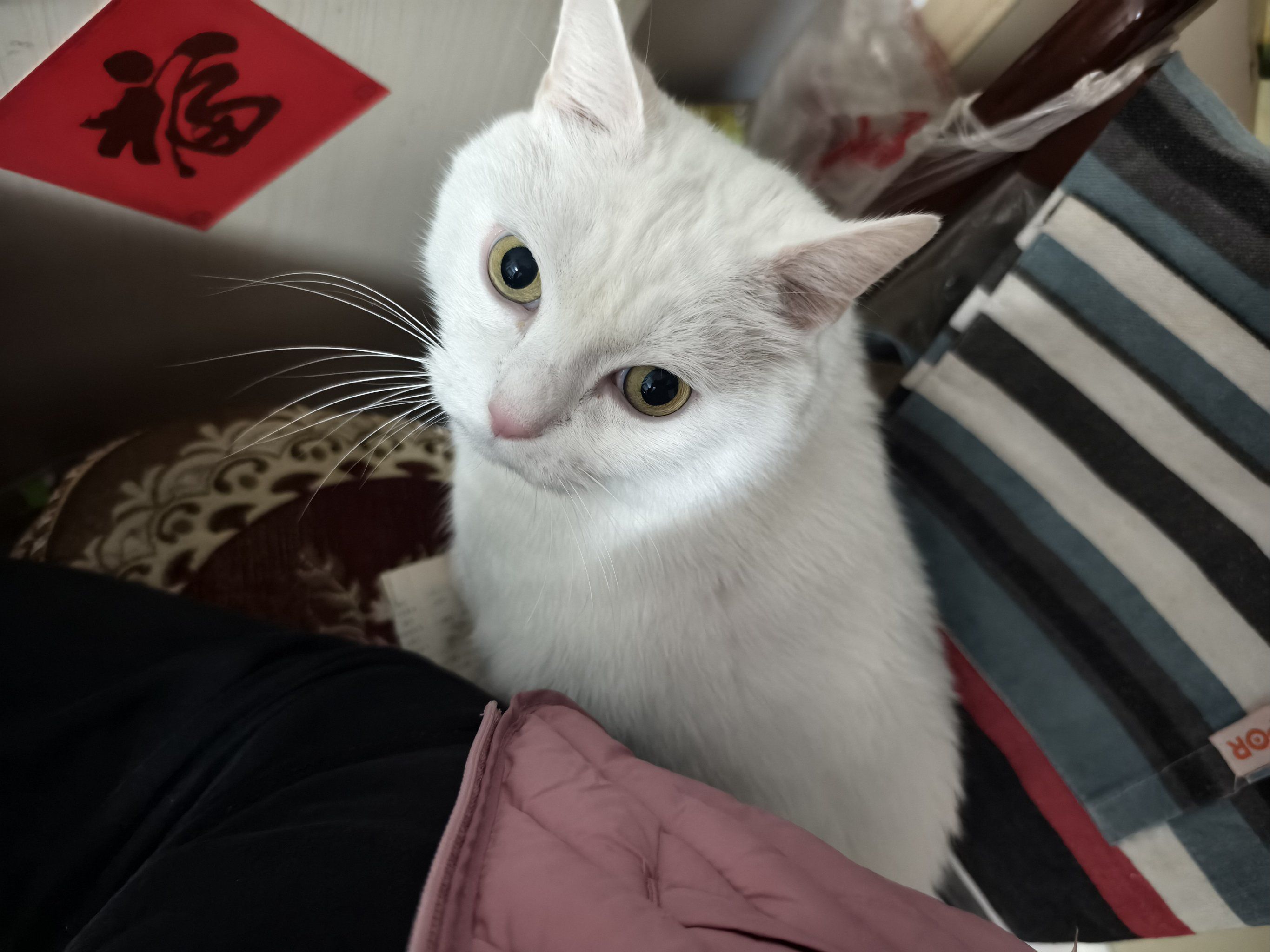 0元玩转这座城小土猫是最可爱的,我爱中华田园喵