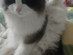 -米苏动物医院·犬猫专科·骨科外科内窥镜