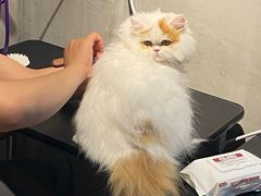 -PETKIT小佩宠物·低压洗护(国顺东路店)