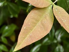 -杭州半山国家森林公园