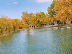 -金塔沙漠胡杨林景区