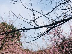 -南山植物园