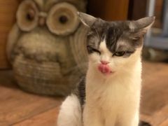 -more than meow吴止猫主题餐厅(承德 中船汇店)