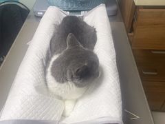 -纳吉亚猫专科动物医院博雅分院