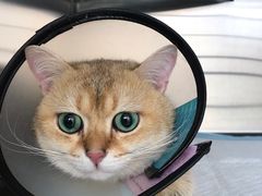 -艾贝尔宠物医院·24H转诊中心·肿瘤猫专科(江宁双龙店)