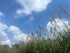 -桤木河湿地公园