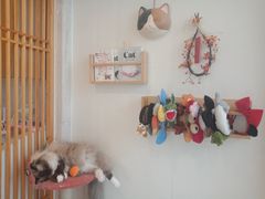 -Catmate·猫肥家润(金润铂宫店)