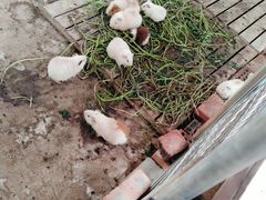 -上海多利农业发展有限公司