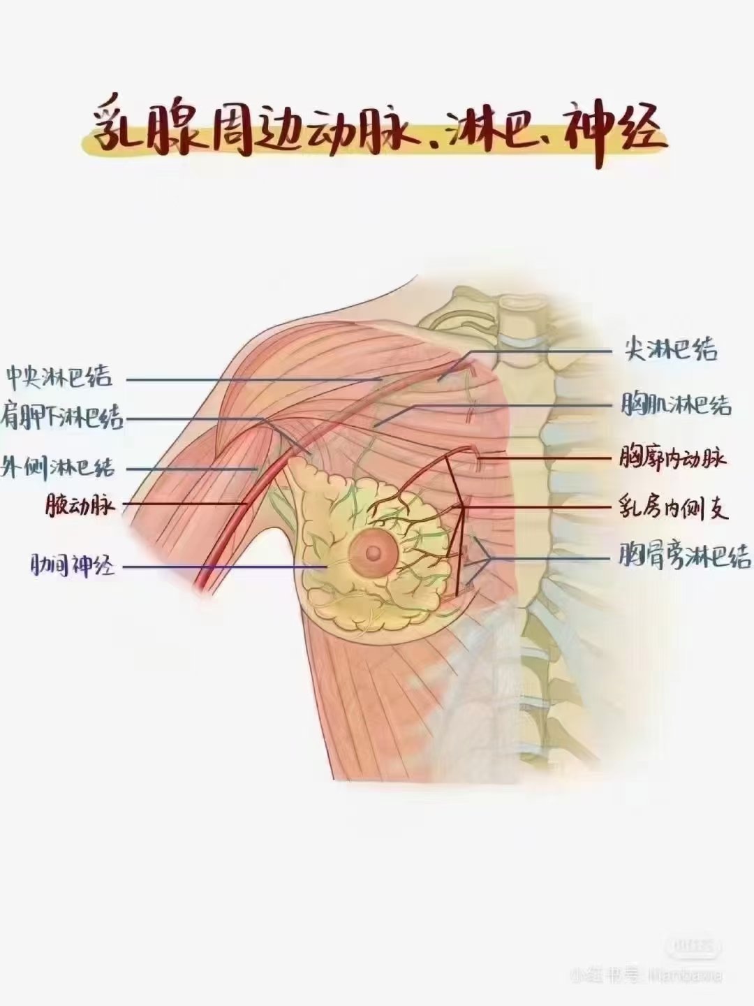 输乳管图片