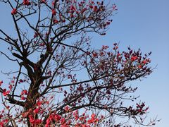 -梅花山(明孝陵内)