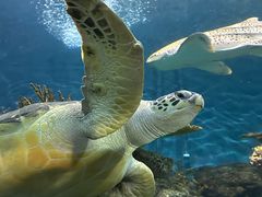 -上海海洋水族馆