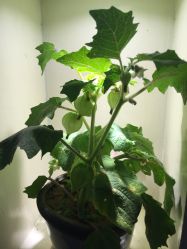 -周忆刺青原创设计定制