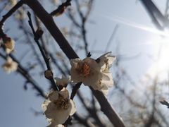 -香雪海