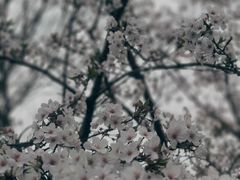 -顾村公园