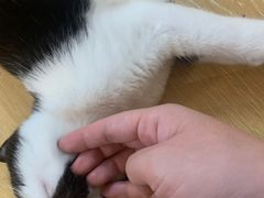 -猫咪派对(江南西店)