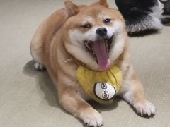 -逗柴咖啡屋·狗咖猫咖宠物桌游