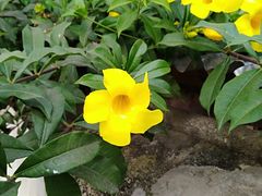 -边寨喊沙