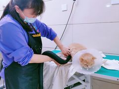 -北京观赏动物医院·24小时大型综合·猫专科·异宠专科