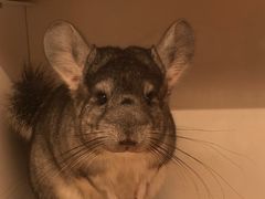 -龙猫仔乐园(惠福东路店)